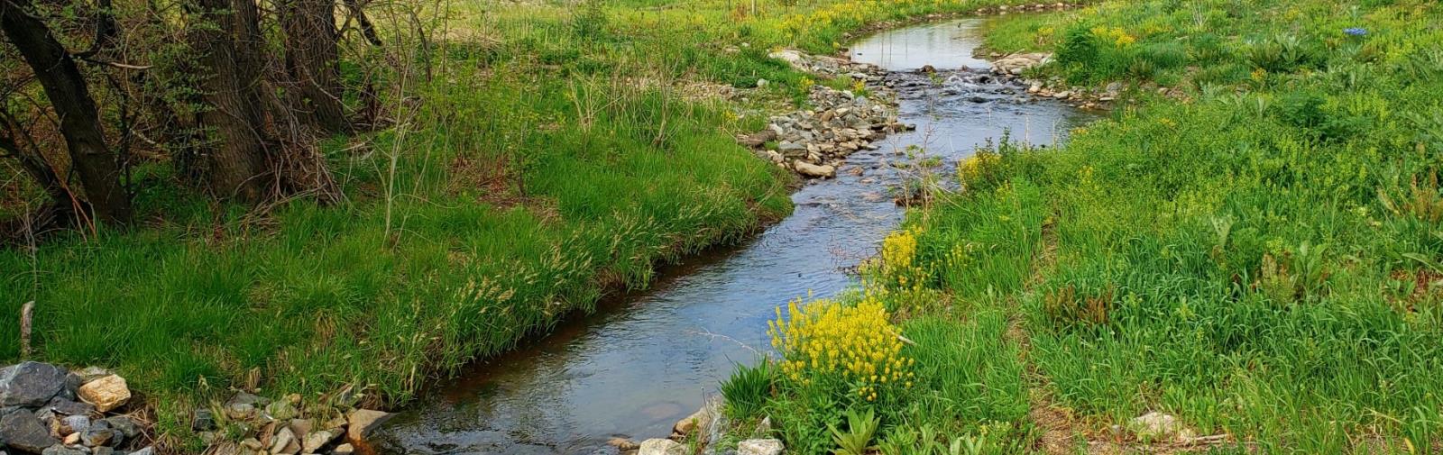 Creek surrounded by rocks and yellow flowers