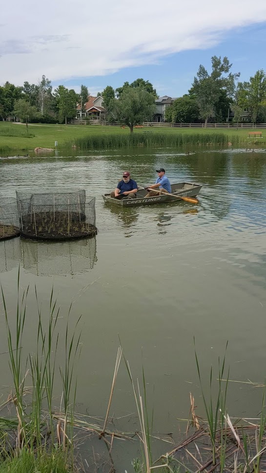 Large platforms holding plants being carried by canoe to their positions on the pond