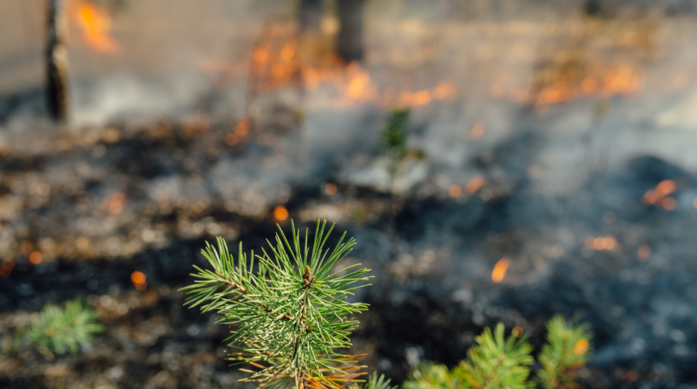 An depth in field up close image of the tip of a pine branch with fire and smoke in the background. 