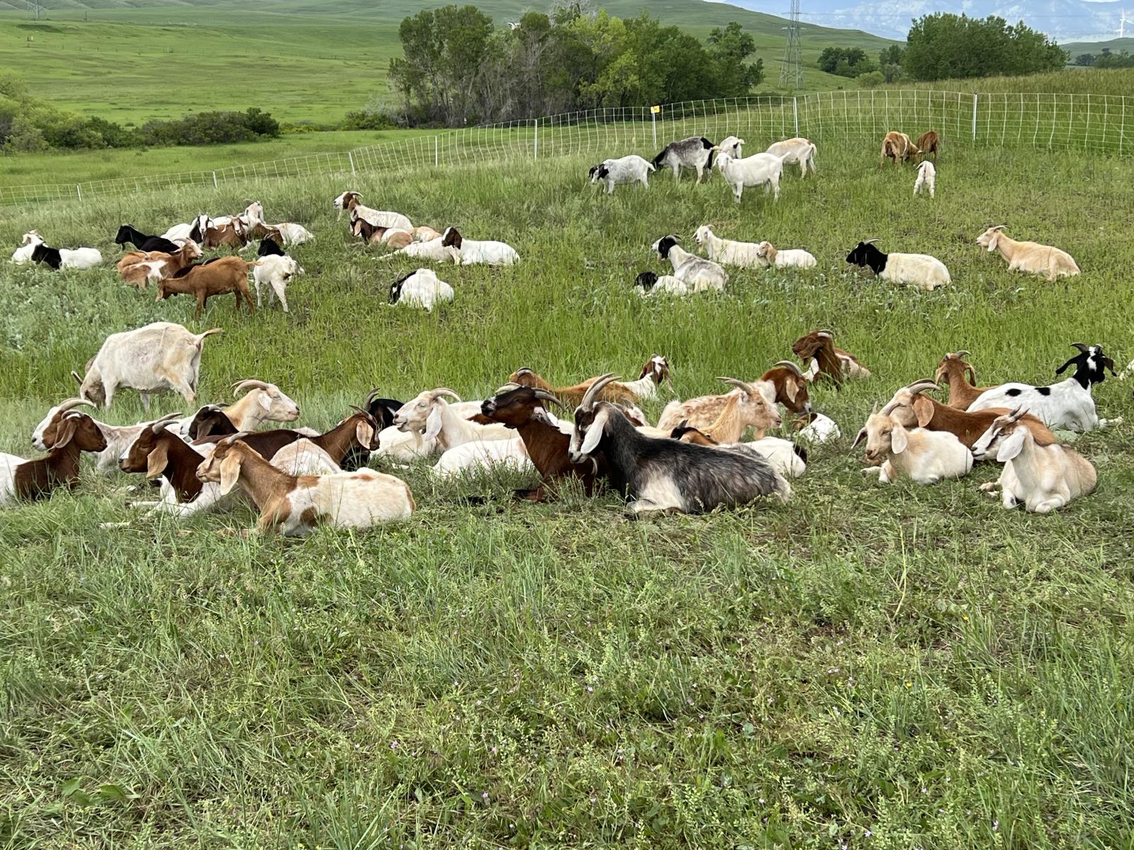 An image of a herd of goats in the open space surrounded by a white high tensile wire fencing. 