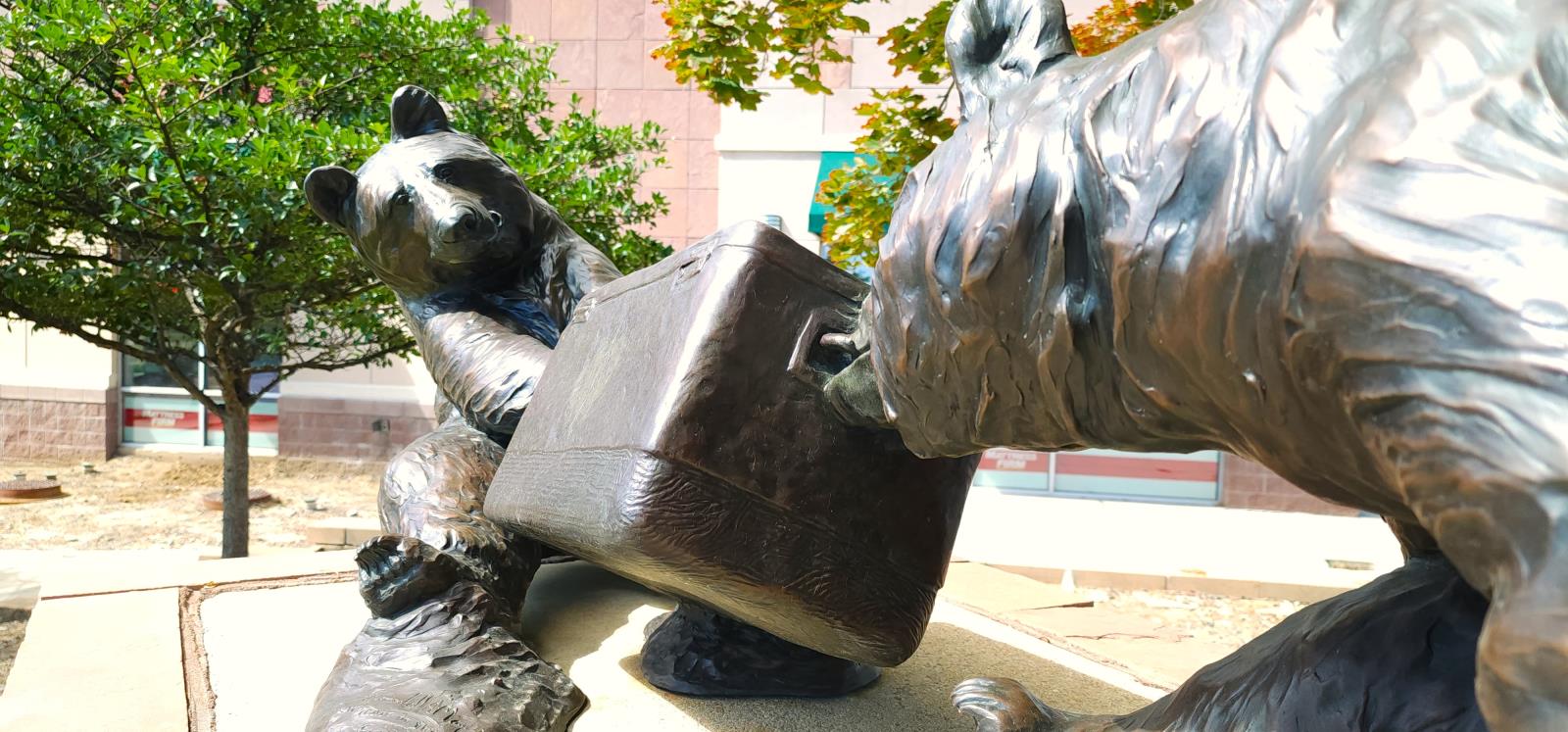 Frog-eye view of a life size bronze sculpture of two black bears playfully fighting over a picnic cooler. One seated bear is lunging backwards with a paw on one handle of the cooler while the second seated bear has the other handle in his mouth and is getting pulled forward.